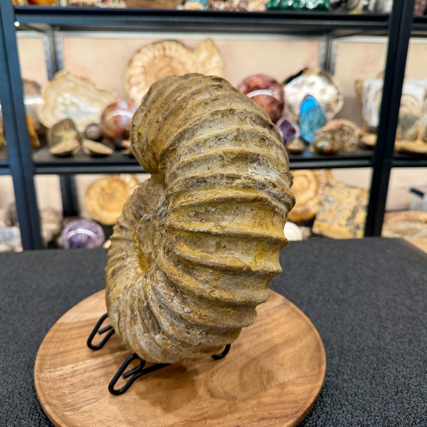 Natural Jurassic Ammonite Fossil 10.66"