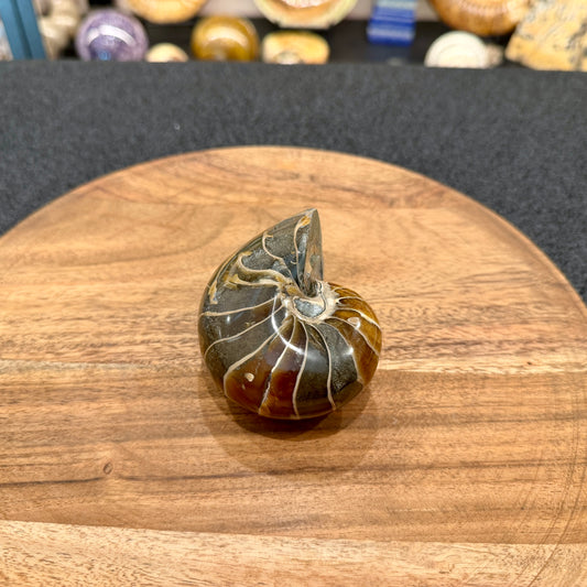 Reserve Polished Nautilus Cymatoceras Fossil 3.39"
