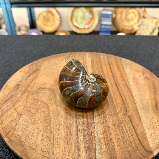 Reserve Polished Nautilus Cymatoceras Fossil 3.61"
