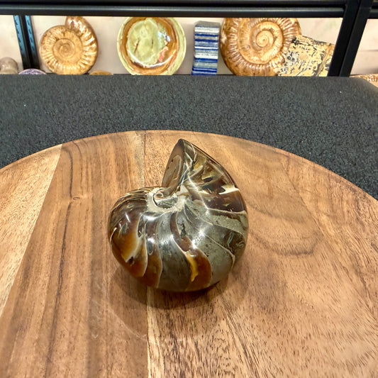 Reserve Polished Nautilus Cymatoceras Fossil 3.61"