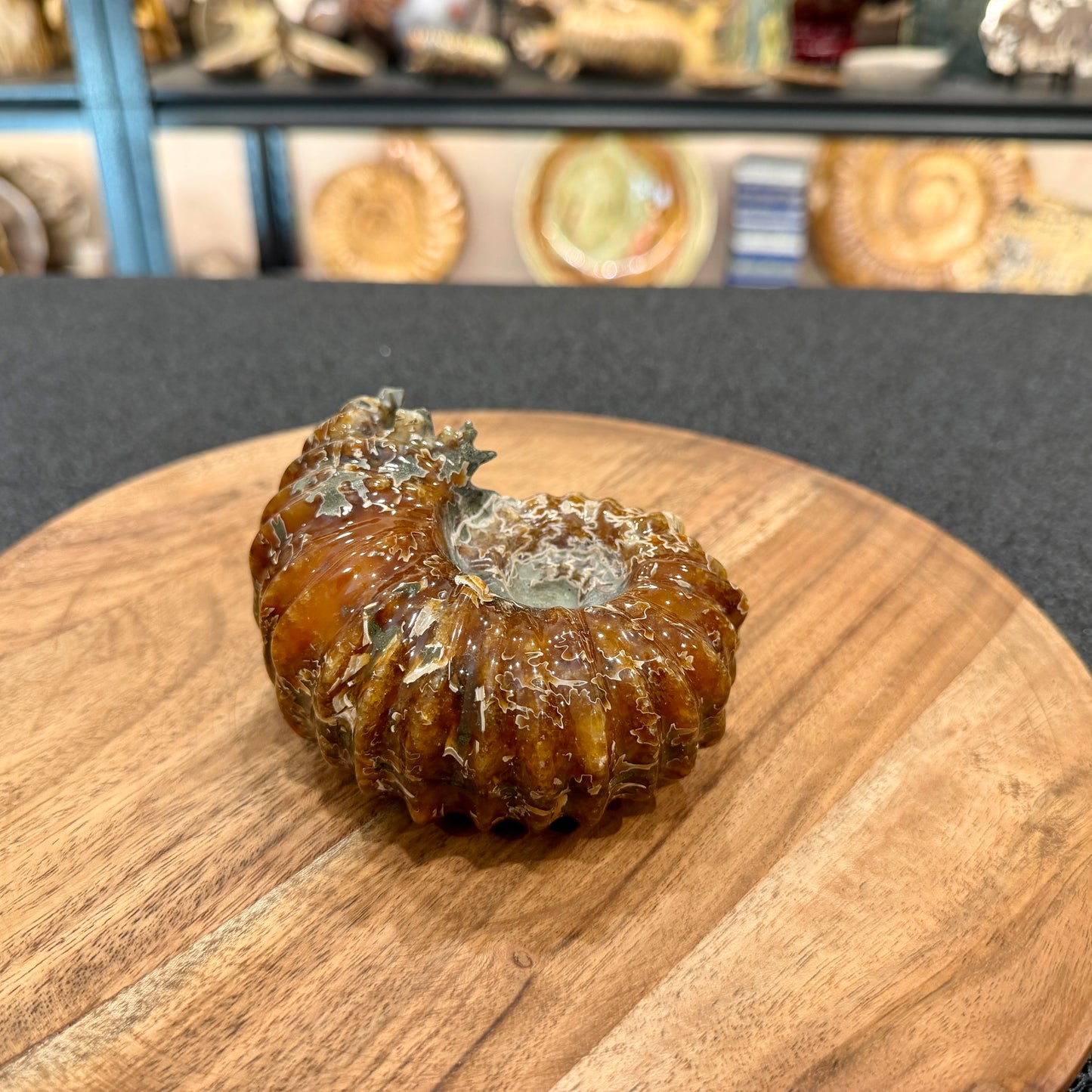 Reserve Polished Douvilleiceras Ammonite 4.63"