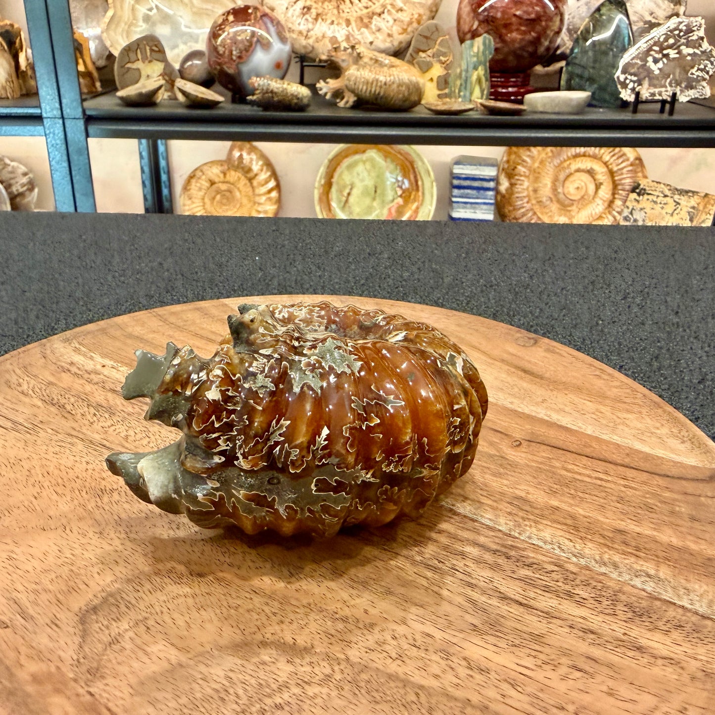 Reserve Polished Douvilleiceras Ammonite 4.63"