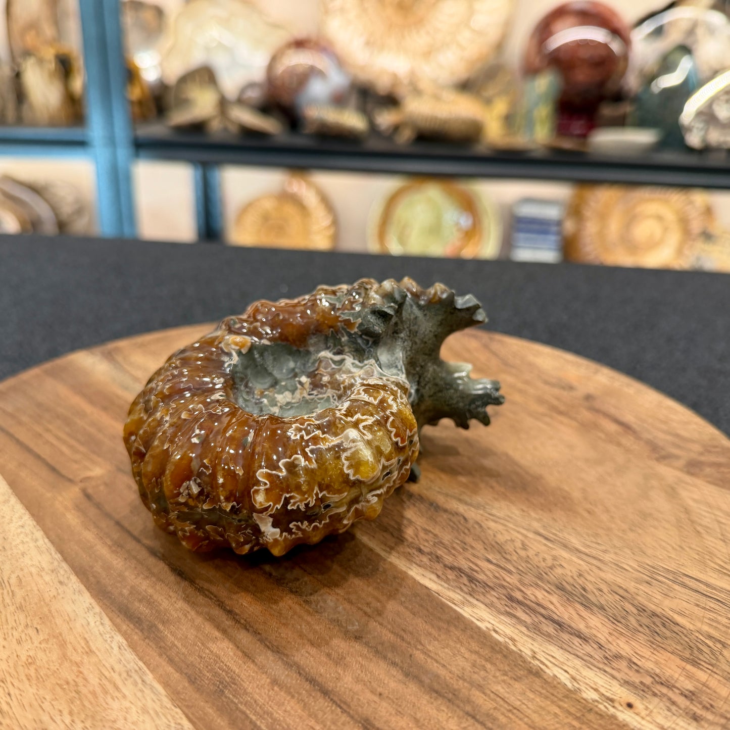 Reserve Polished Douvilleiceras Ammonite 4.63"