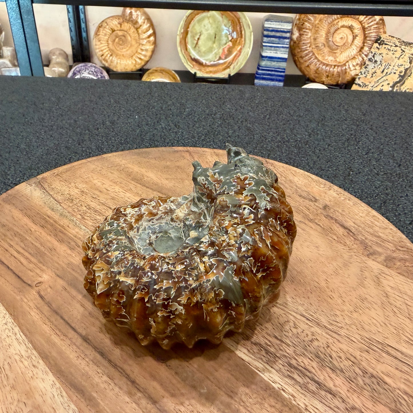 Reserve Polished Douvilleiceras Ammonite 4.63"