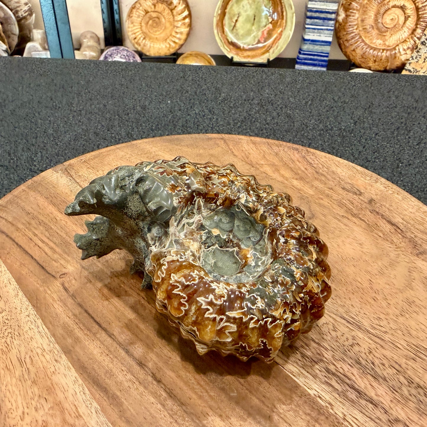 Reserve Polished Douvilleiceras Ammonite 4.63"