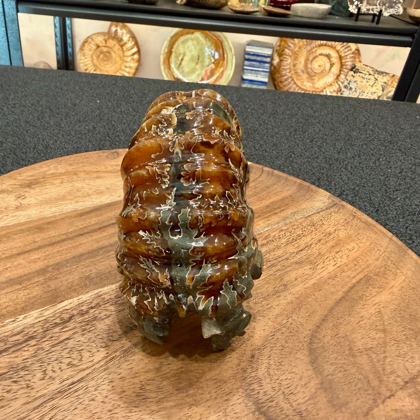 Reserve Polished Douvilleiceras Ammonite 4.63"