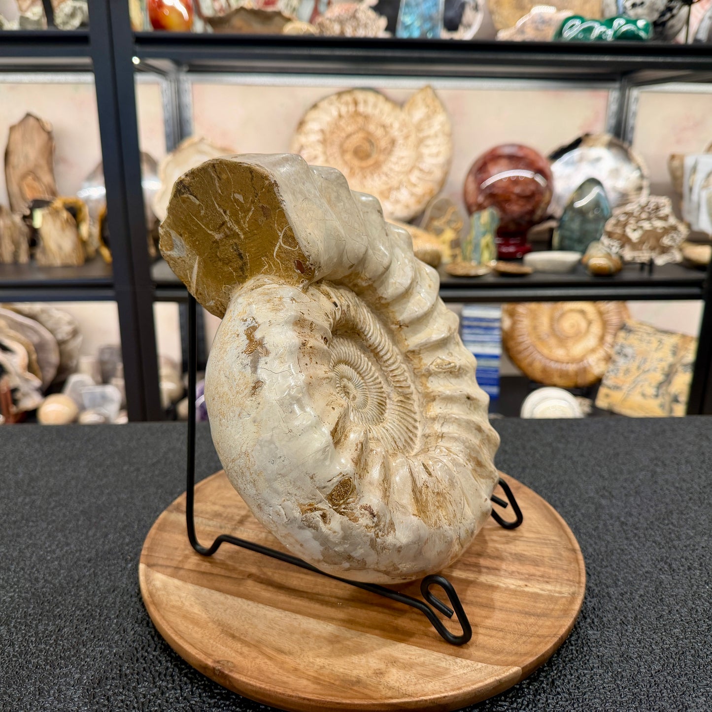 Reserve Jurassic Ammonite Fossil 10.57"