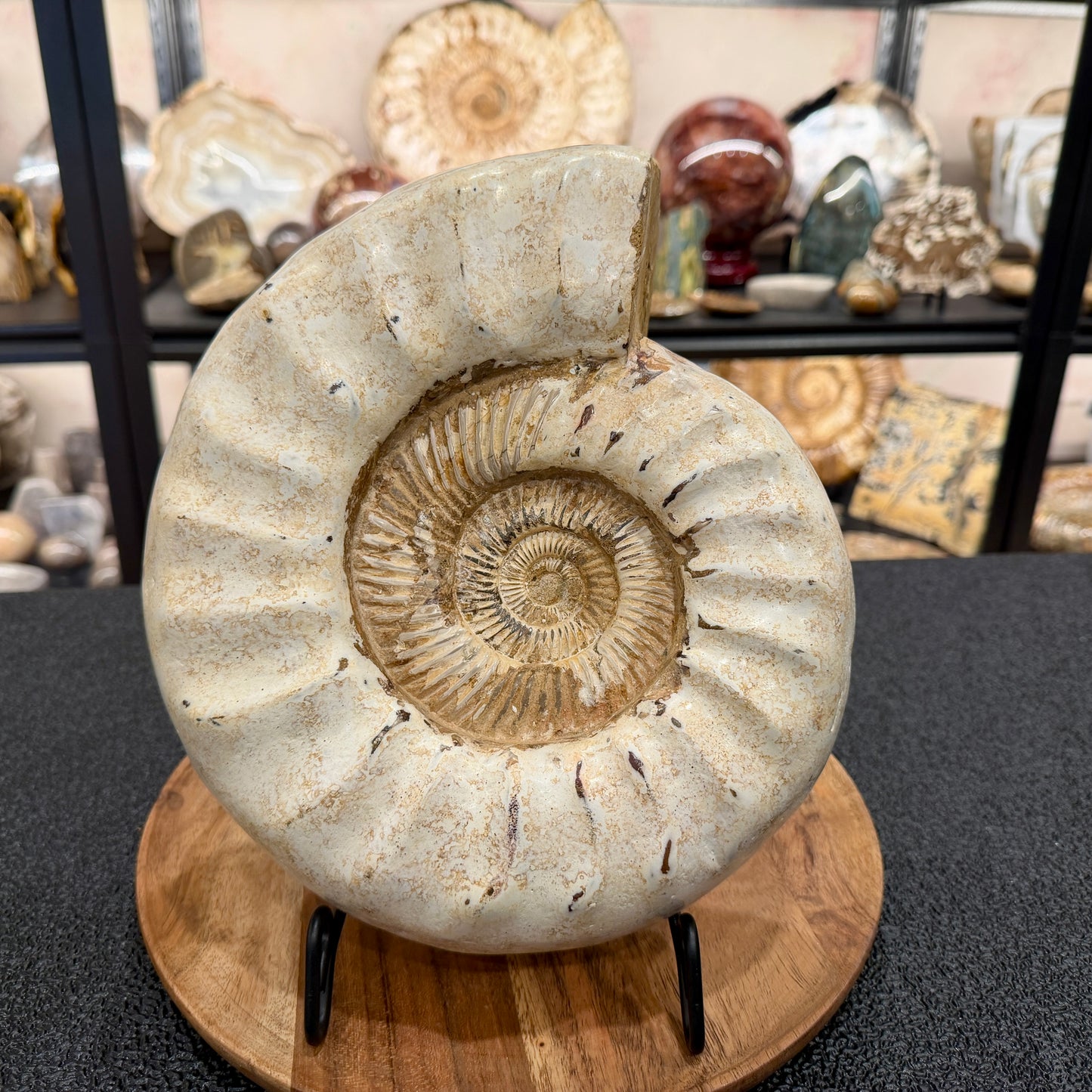 Reserve Jurassic Ammonite Fossil 10.57"