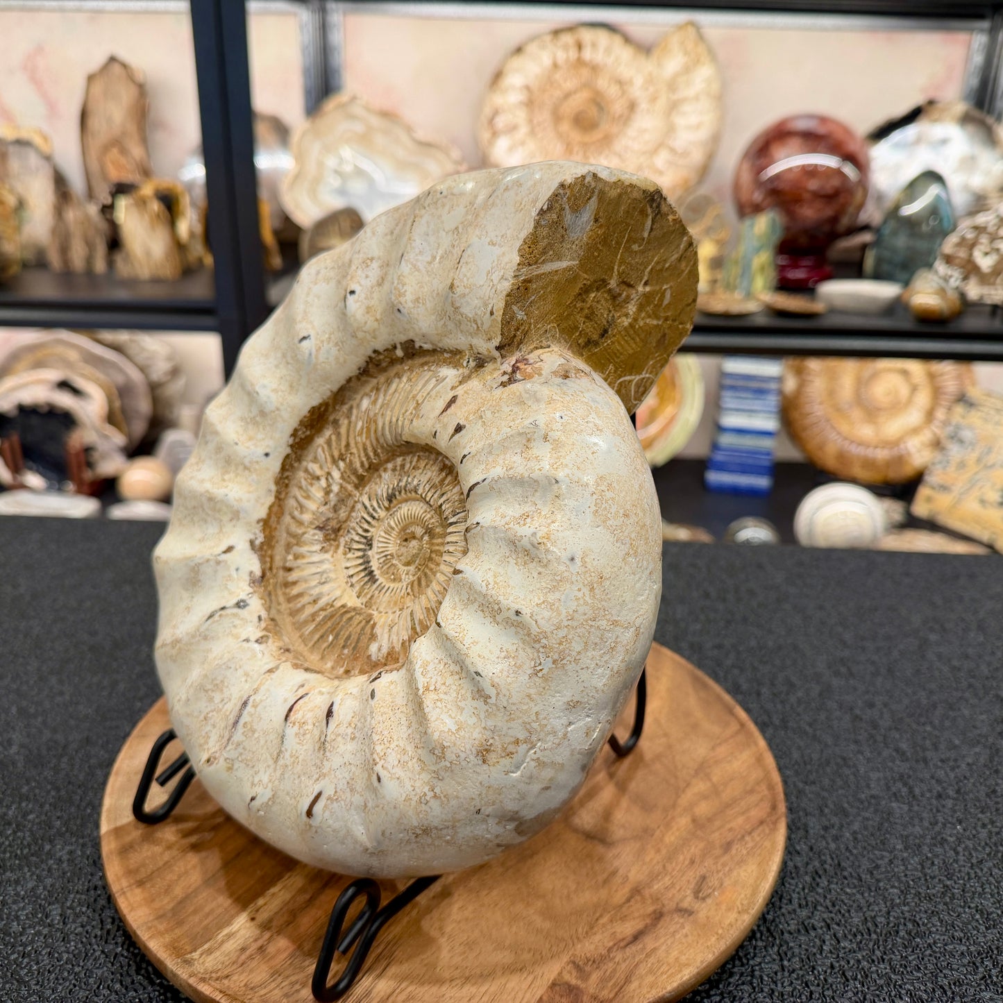 Reserve Jurassic Ammonite Fossil 10.57"