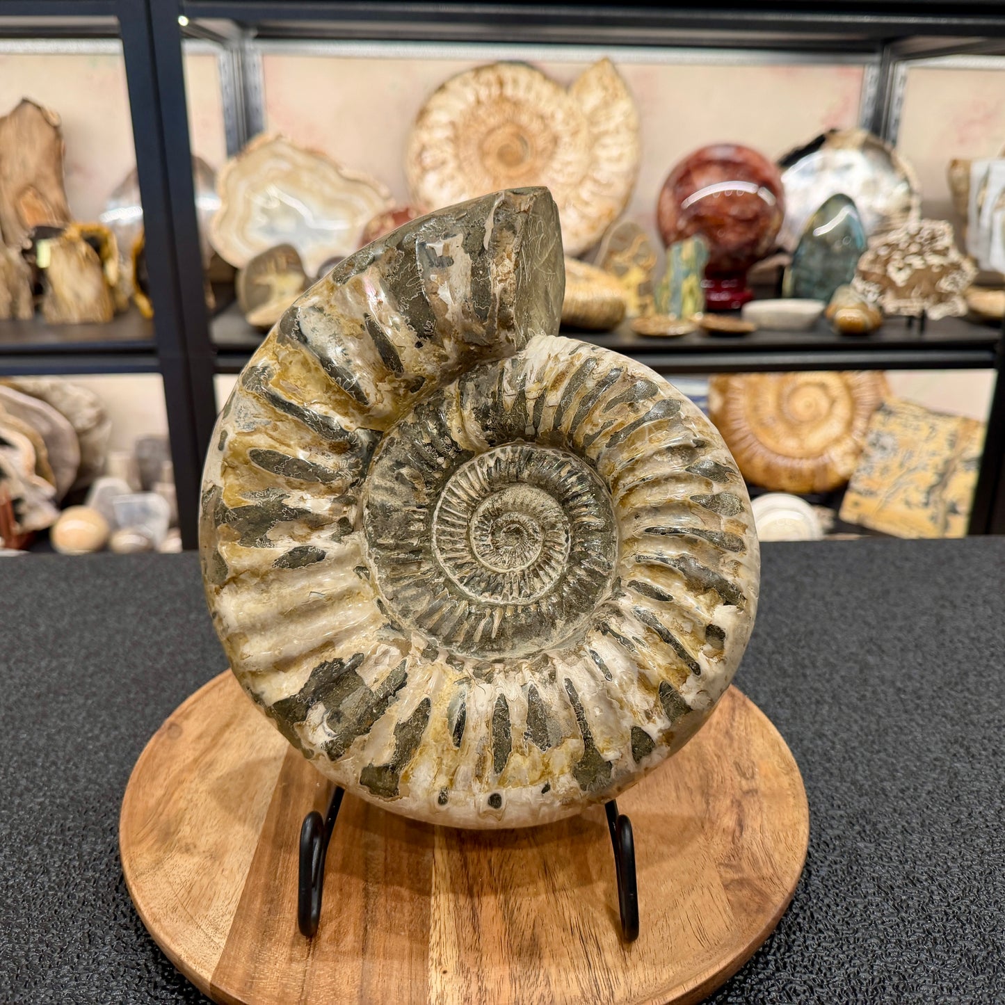Reserve Jurassic Ammonite Fossil 9.81"