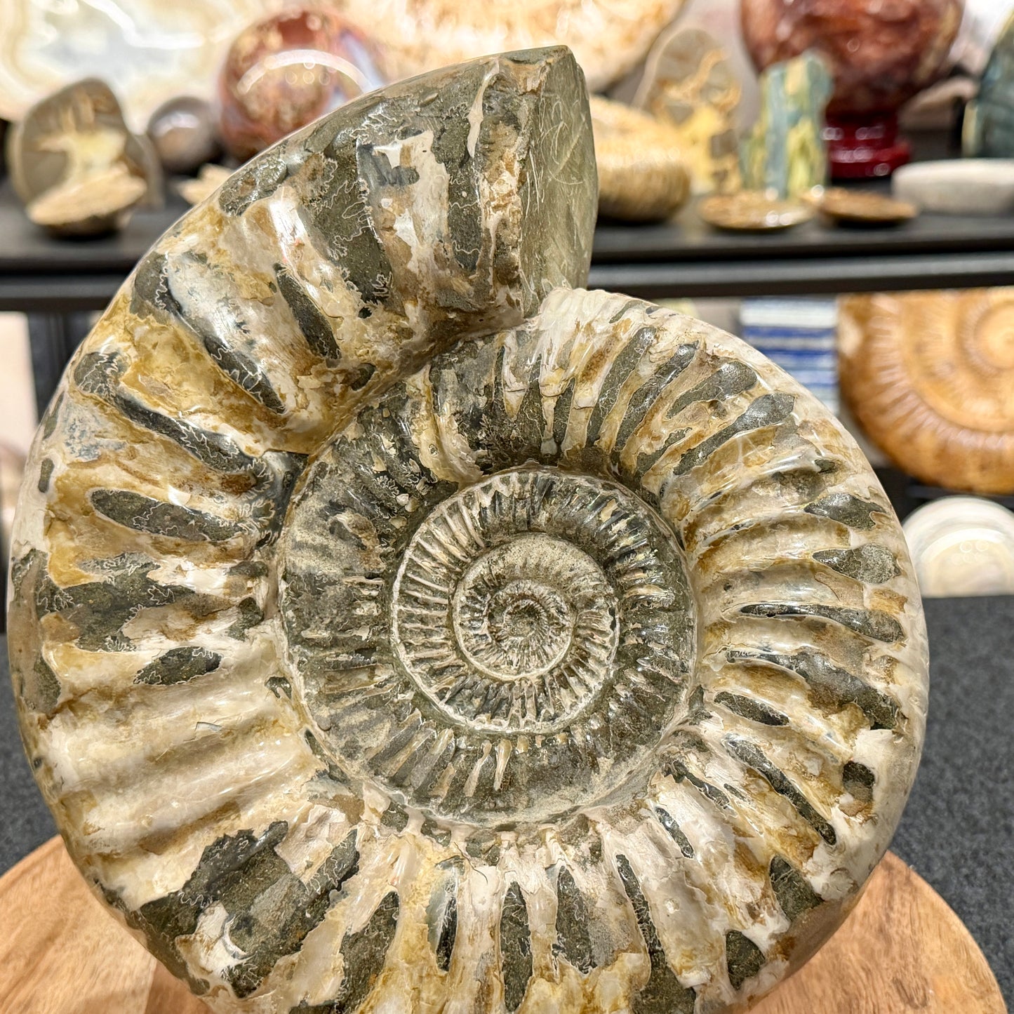 Reserve Jurassic Ammonite Fossil 9.81"