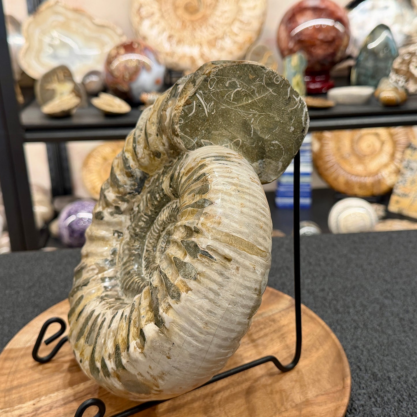 Reserve Jurassic Ammonite Fossil 9.81"