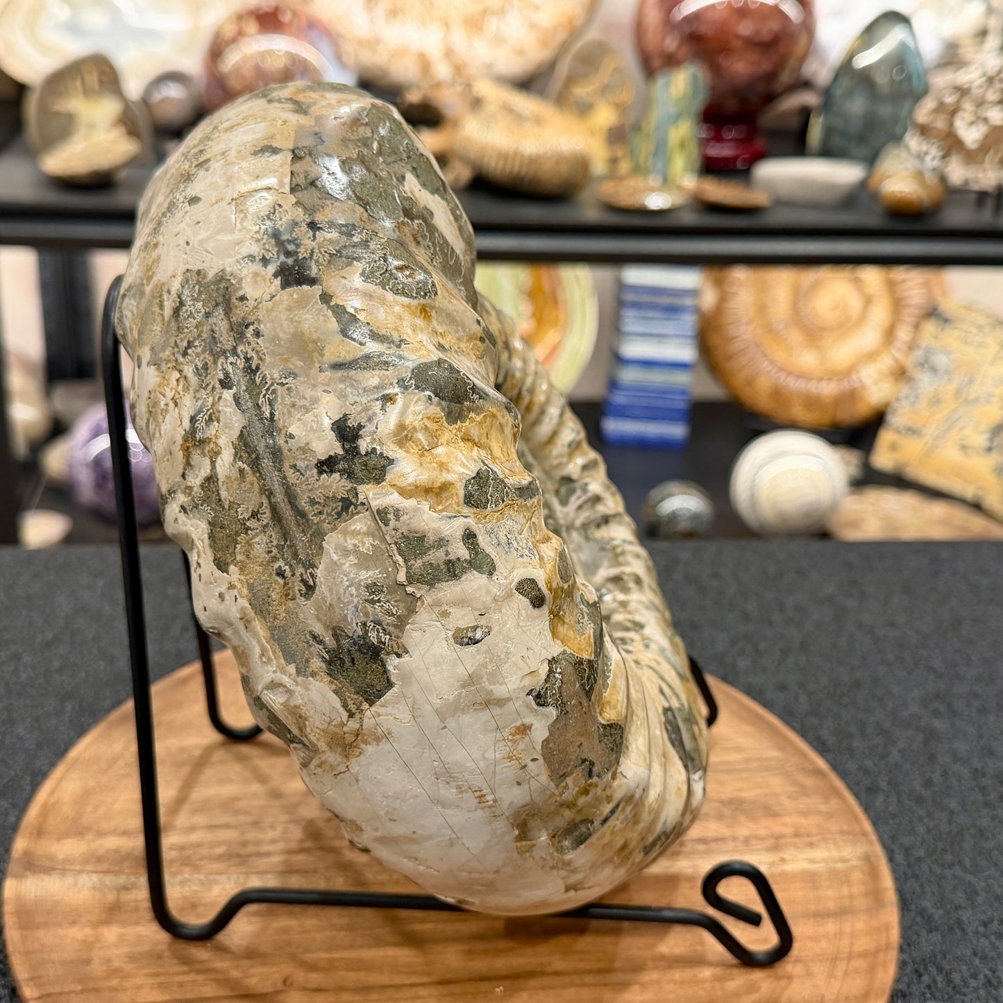 Reserve Jurassic Ammonite Fossil 9.81"