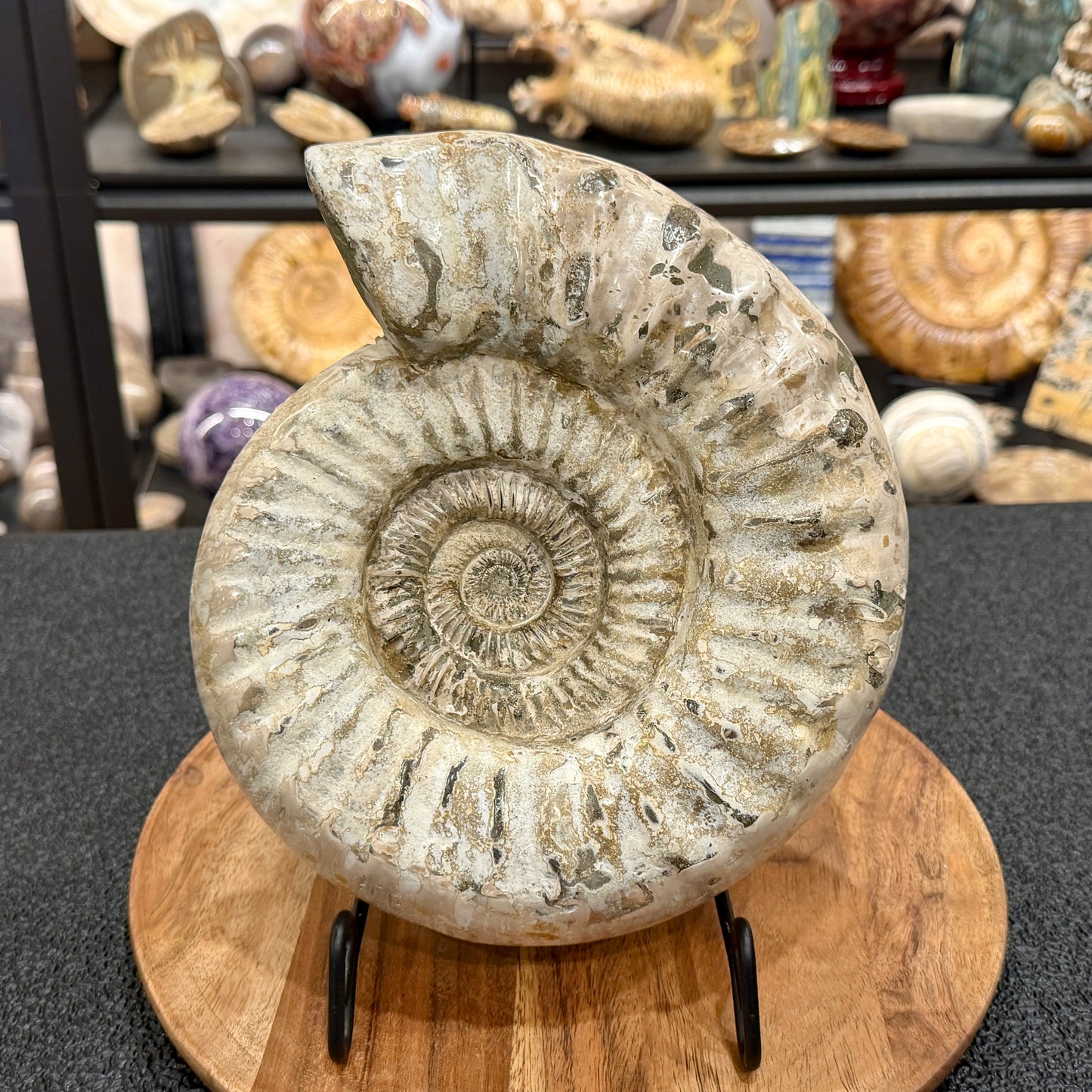 Reserve Jurassic Ammonite Fossil 9.81"