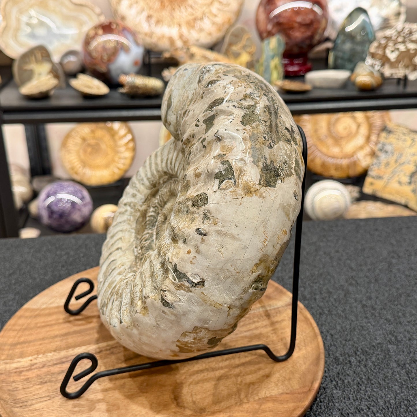 Reserve Jurassic Ammonite Fossil 9.81"