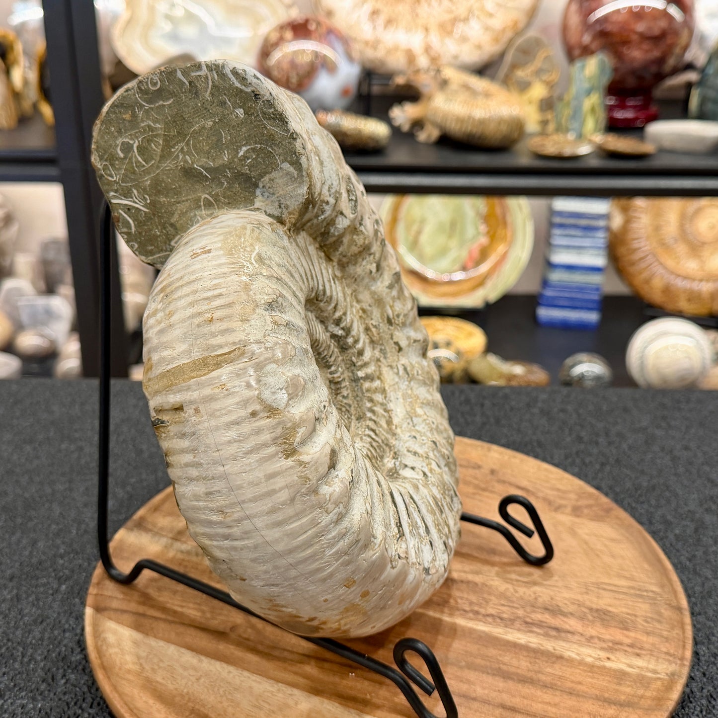 Reserve Jurassic Ammonite Fossil 9.81"
