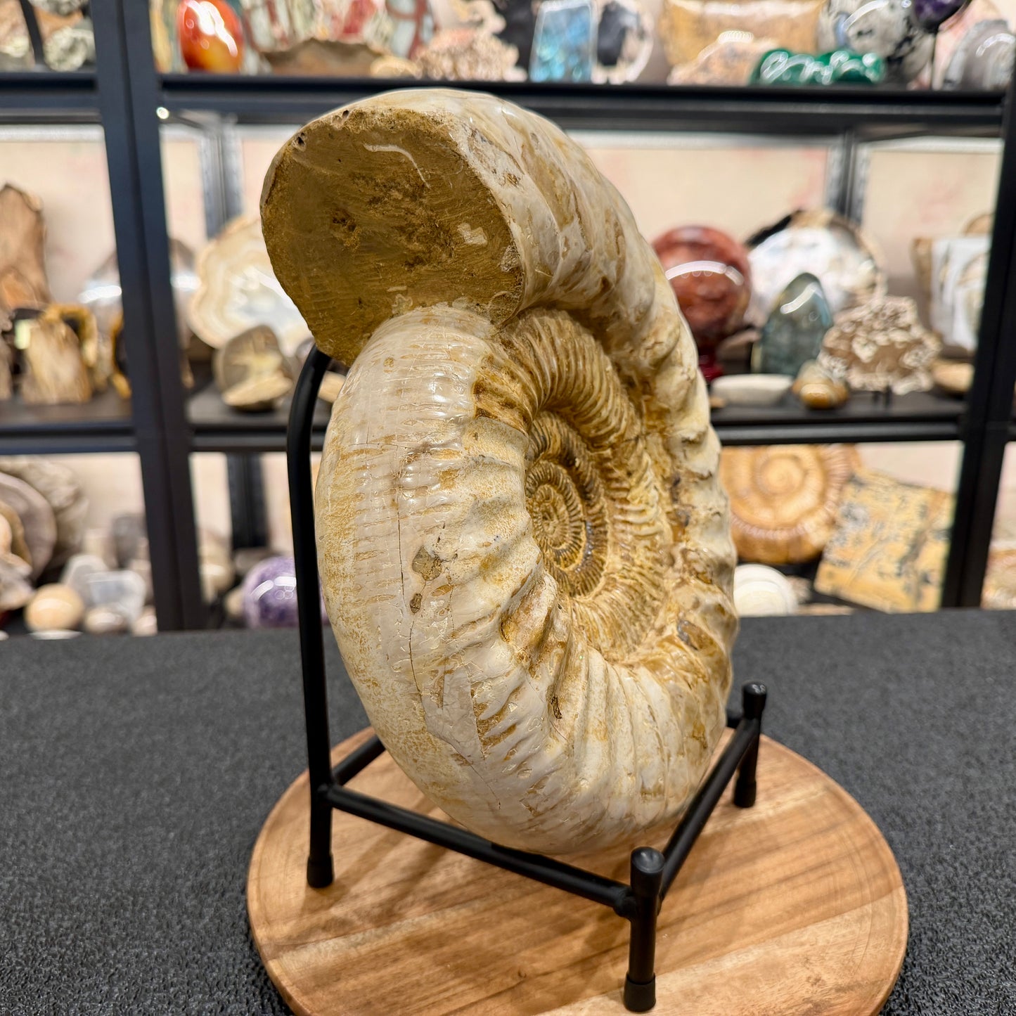 Reserve Jurassic Ammonite Fossil 11.85" + Stand