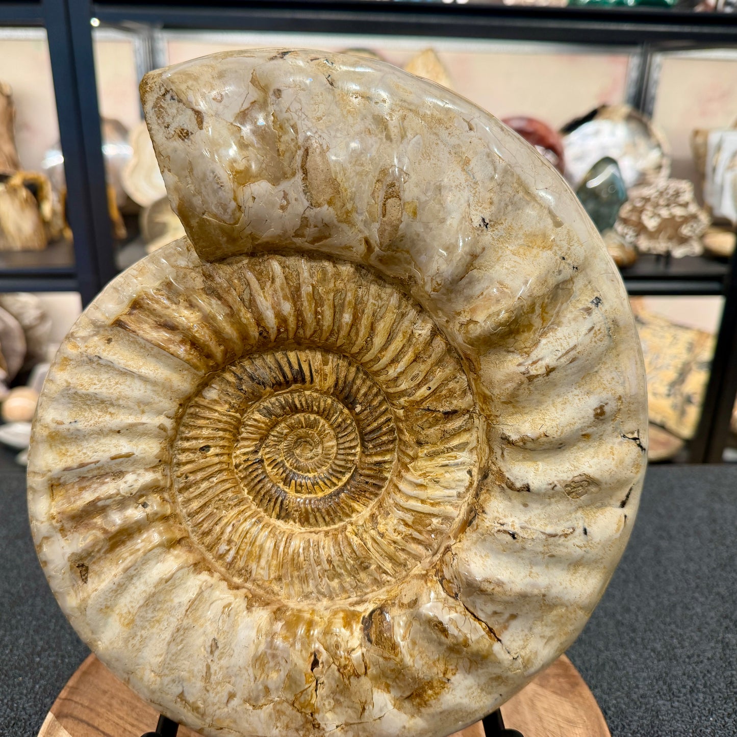 Reserve Jurassic Ammonite Fossil 11.85" + Stand