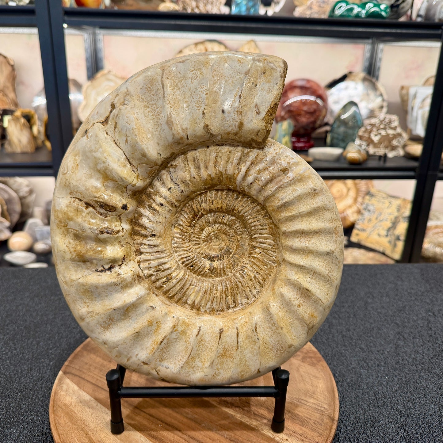 Reserve Jurassic Ammonite Fossil 11.85" + Stand