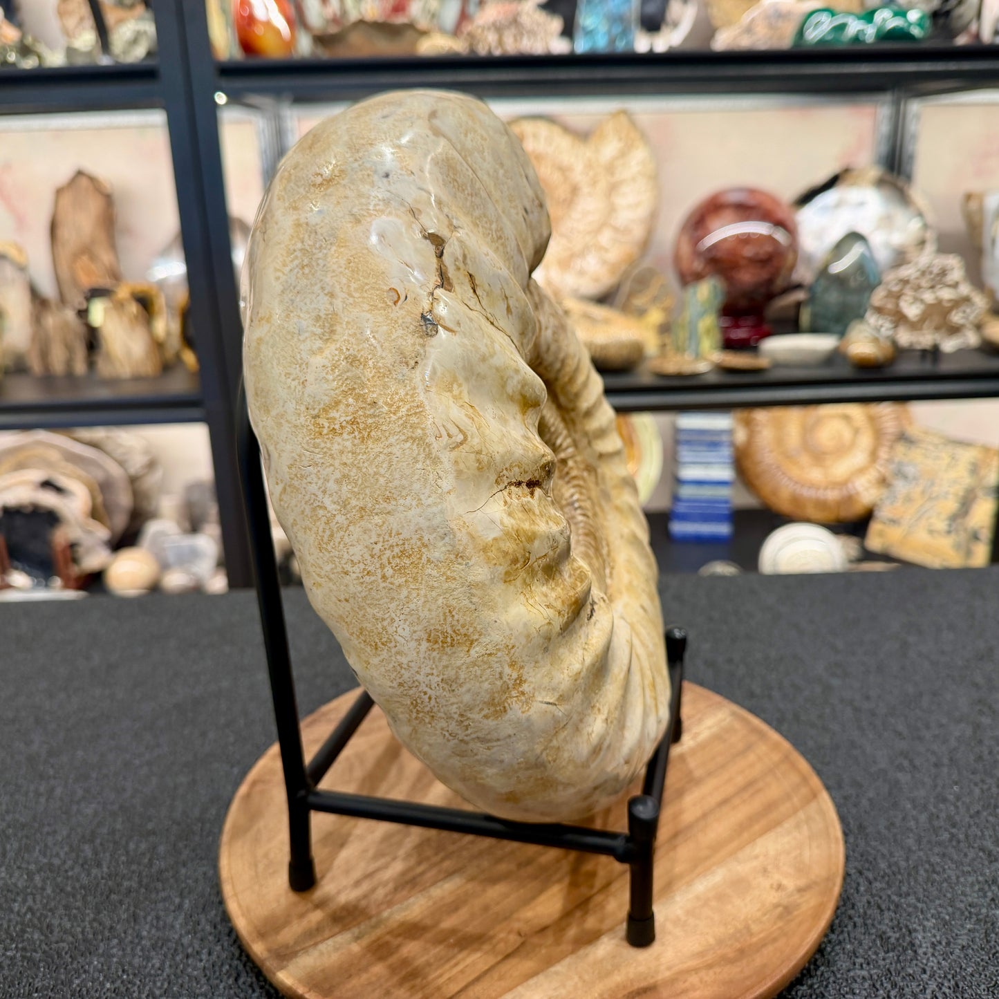 Reserve Jurassic Ammonite Fossil 11.85" + Stand