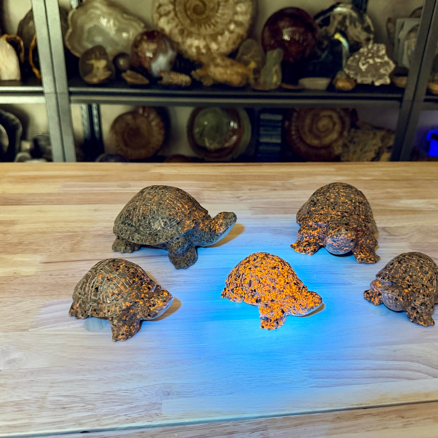 Yooperlite Turtle | In Select Sizes — UV Reactive Glow