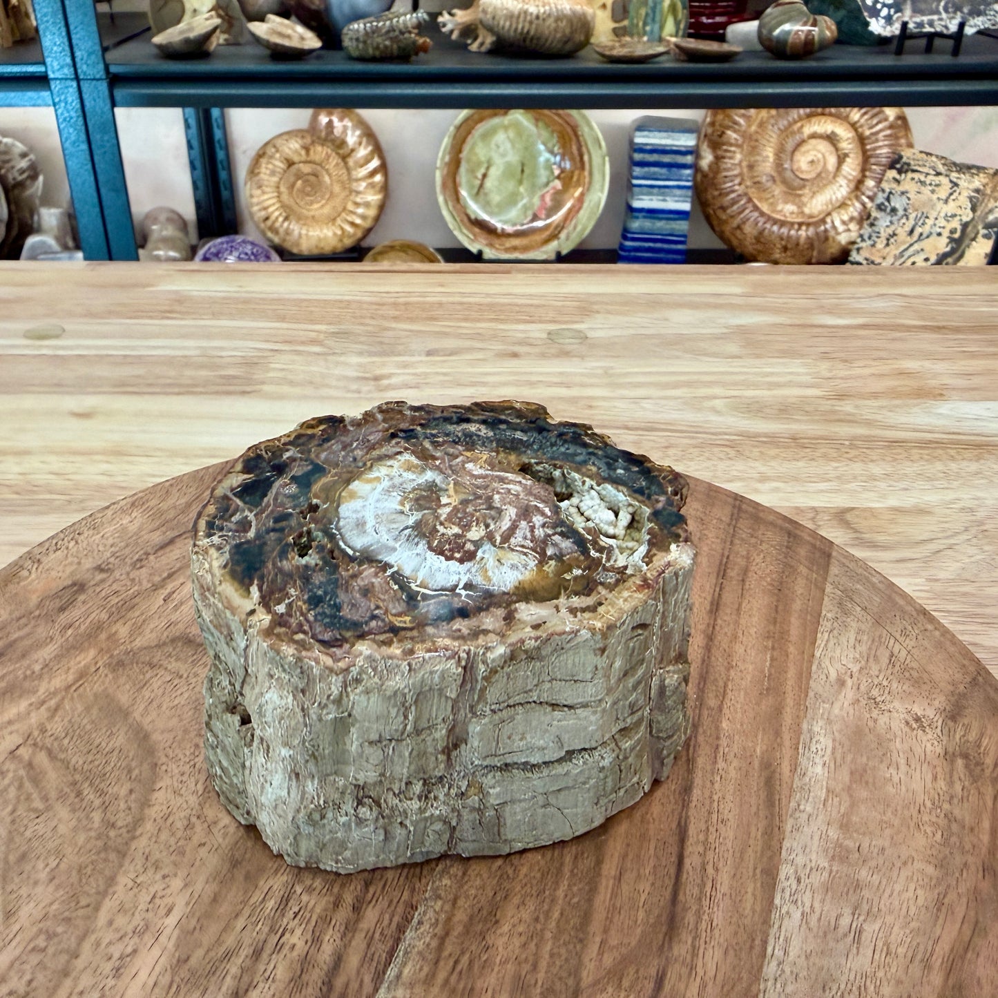 Petrified Wood Mini Stump Accent 4.6"