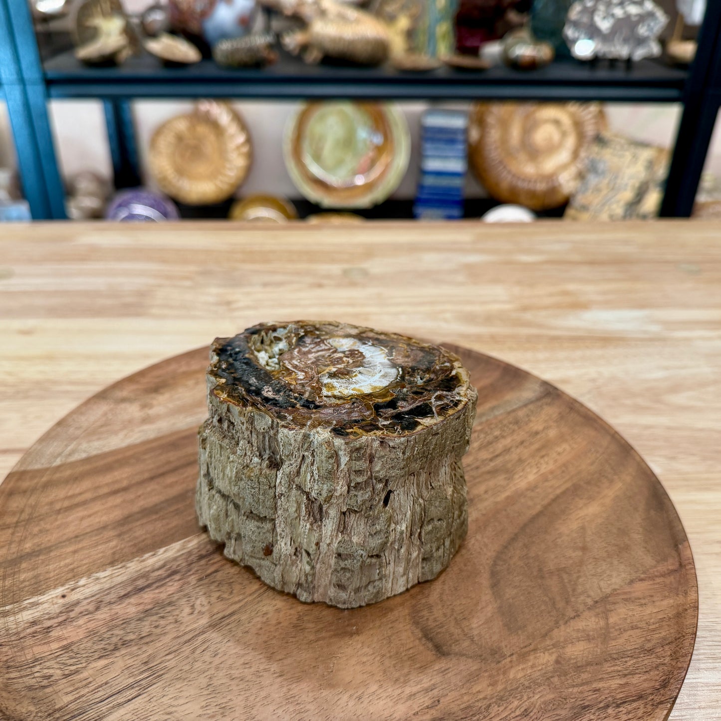 Petrified Wood Mini Stump Accent 4.6"