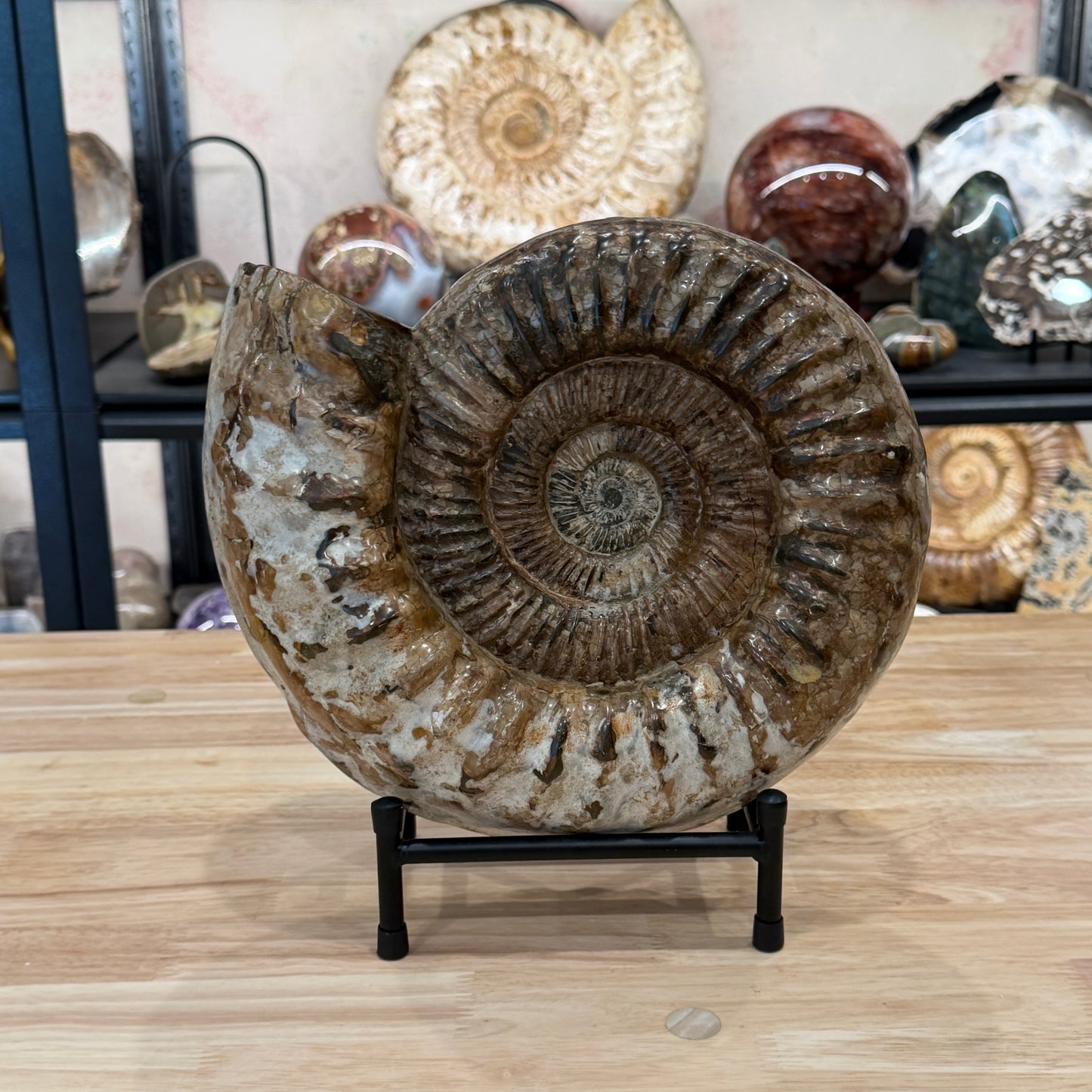 Reserve Jurassic Ammonite Fossil 11" + Stand