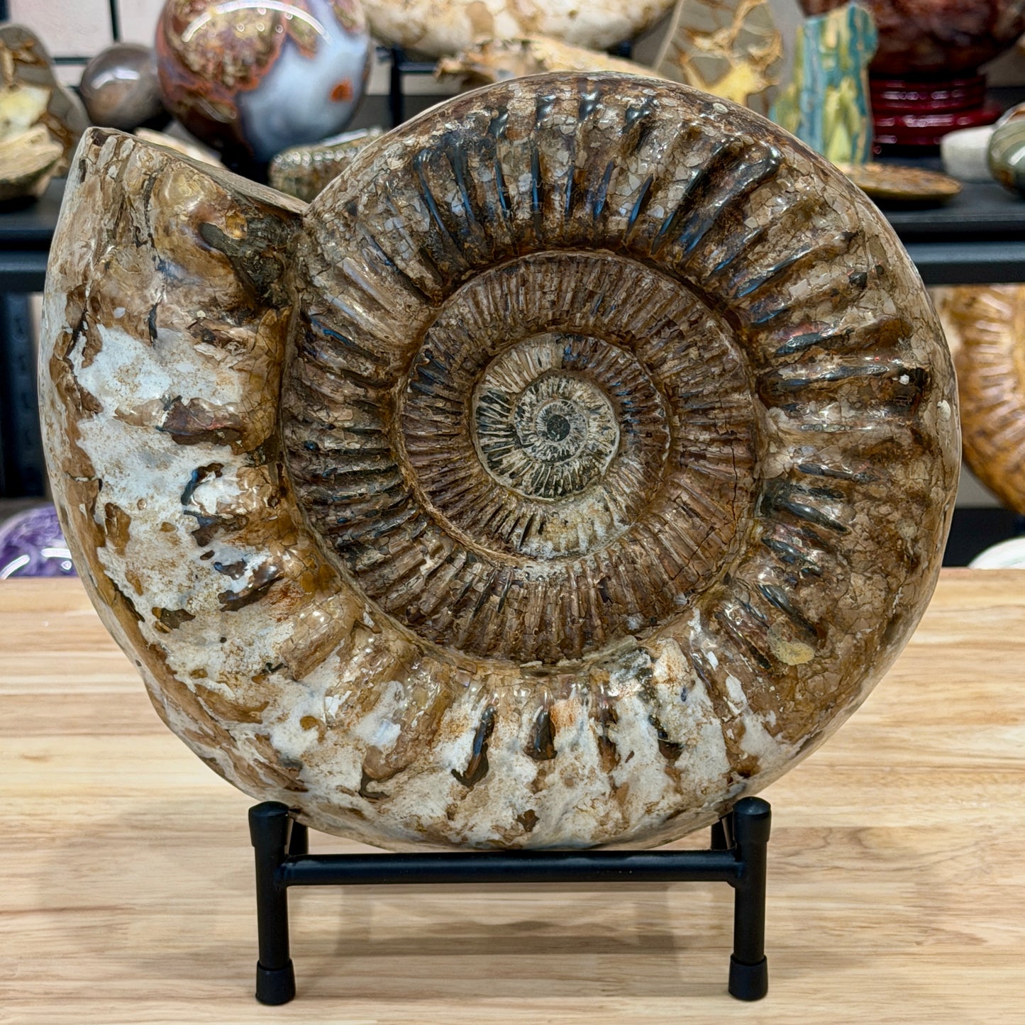 Reserve Jurassic Ammonite Fossil 11" + Stand