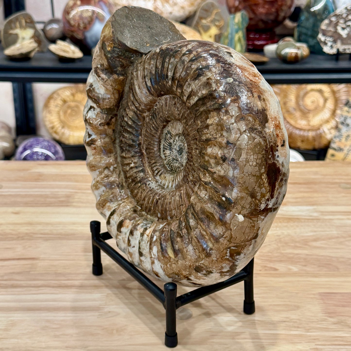 Reserve Jurassic Ammonite Fossil 11" + Stand