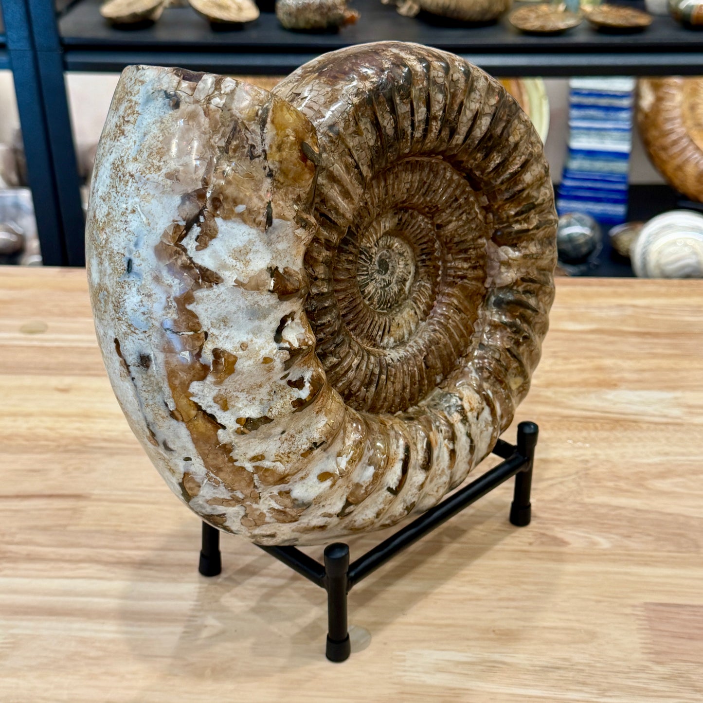 Reserve Jurassic Ammonite Fossil 11" + Stand