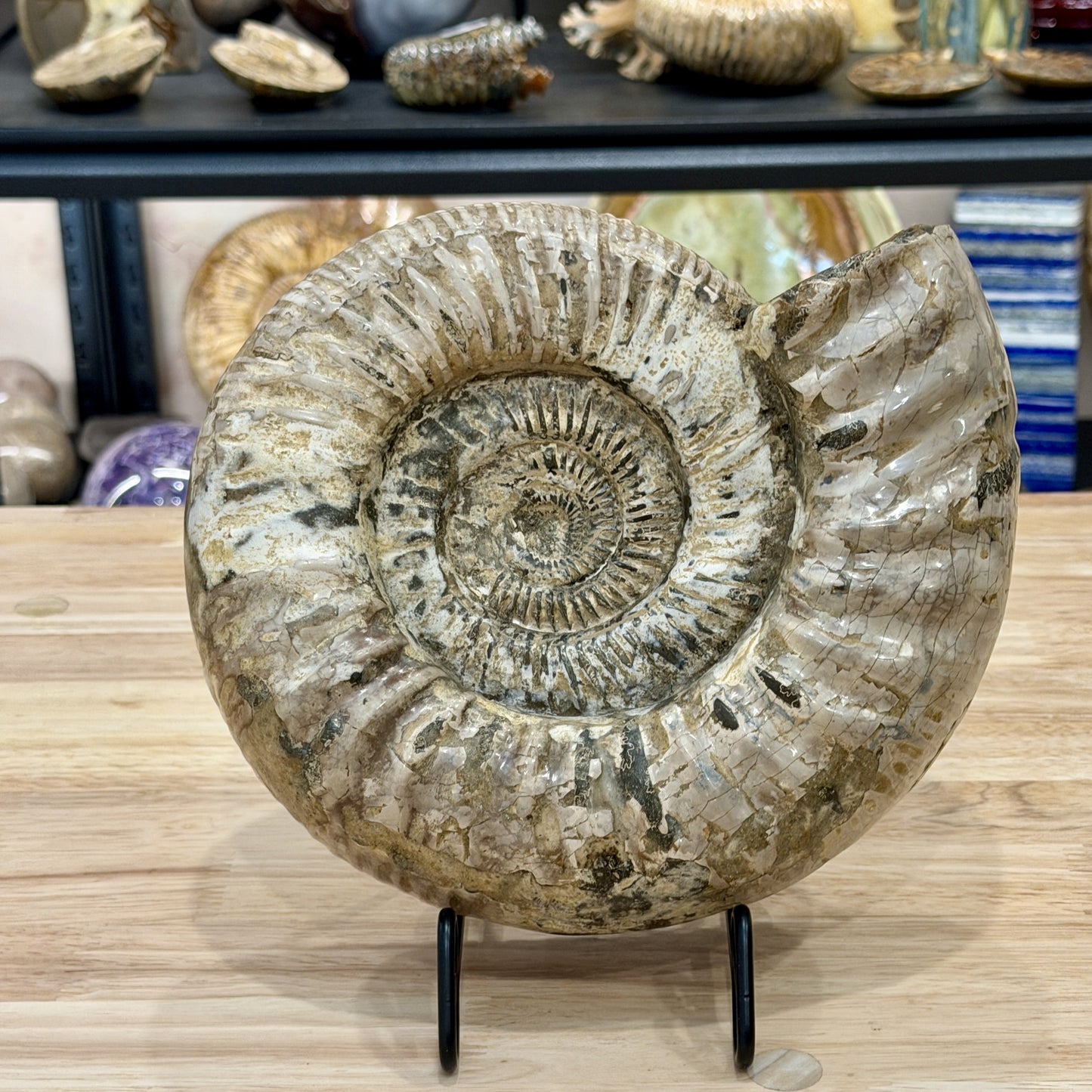 Reserve Jurassic Ammonite Fossil 9"