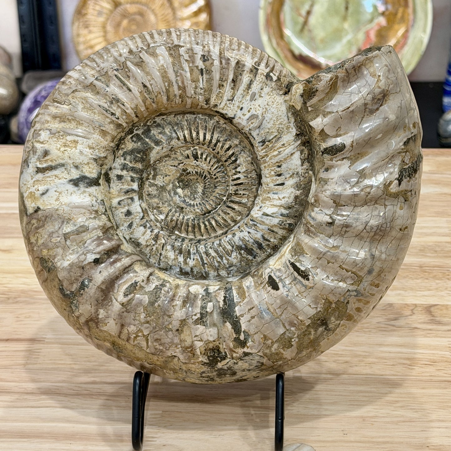 Reserve Jurassic Ammonite Fossil 9"