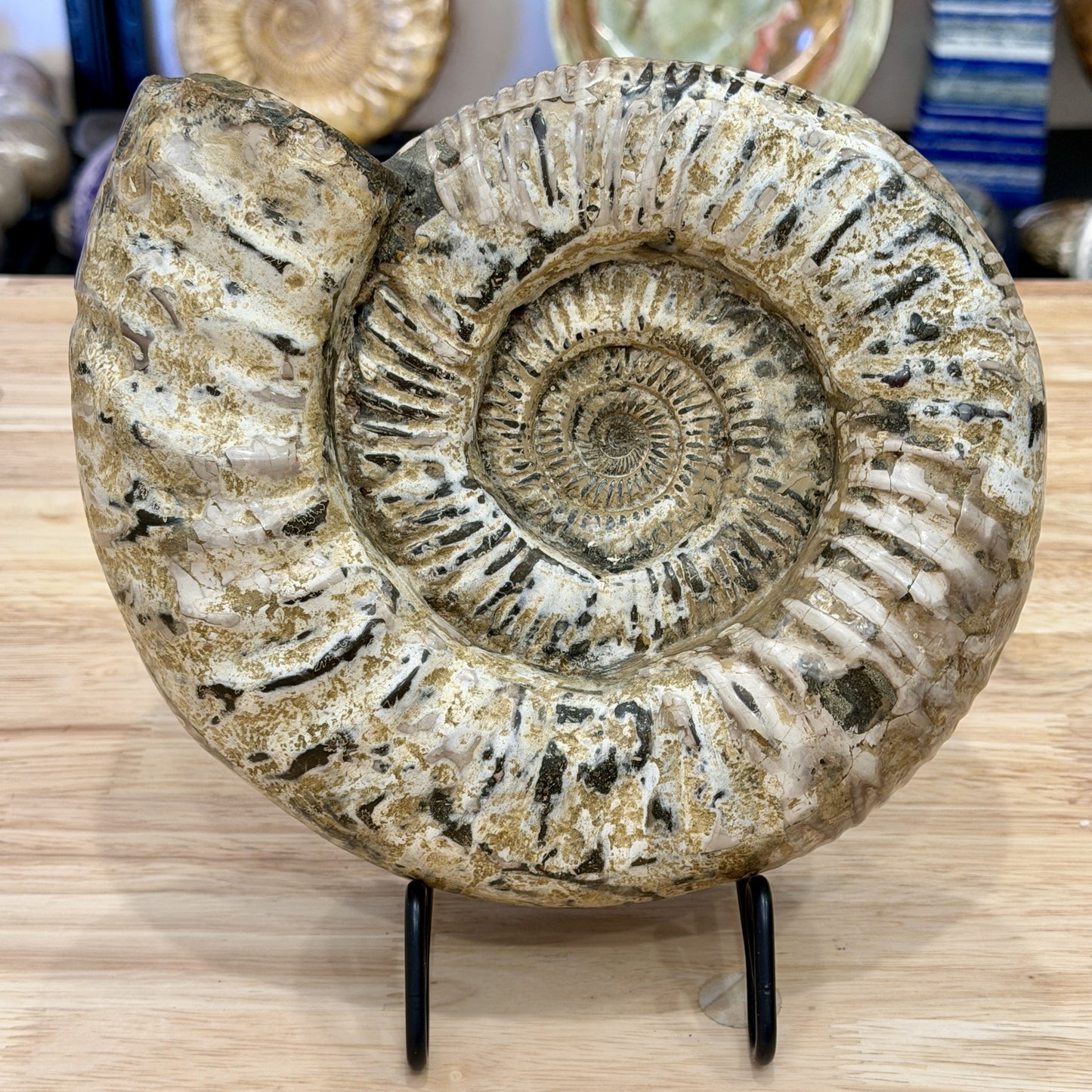 Reserve Jurassic Ammonite Fossil 9"