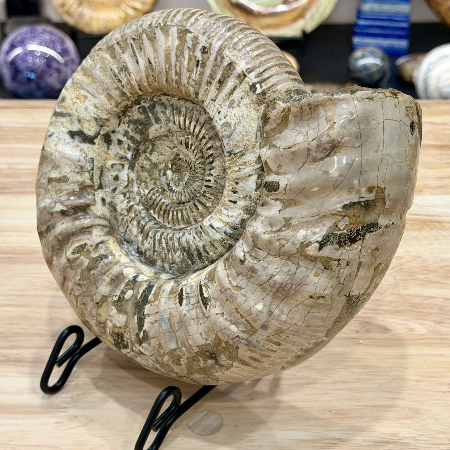 Reserve Jurassic Ammonite Fossil 9"