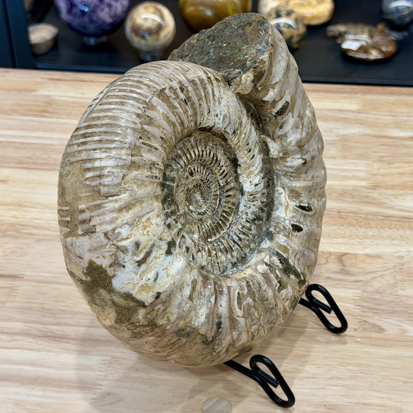 Reserve Jurassic Ammonite Fossil 9"