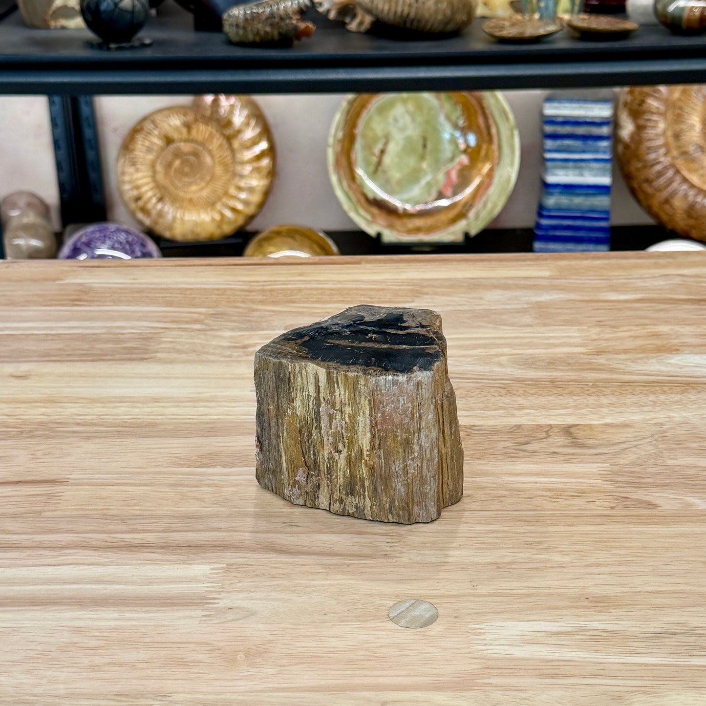 Petrified Wood Mini Stump Accent 3.5"