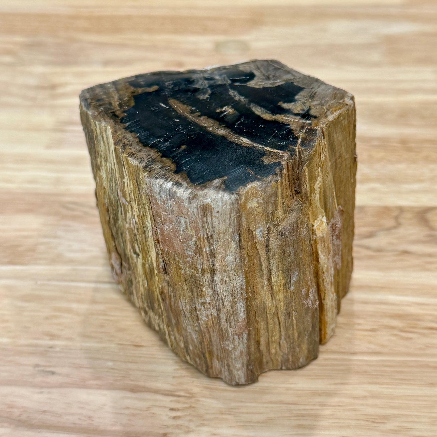 Petrified Wood Mini Stump Accent 3.5"