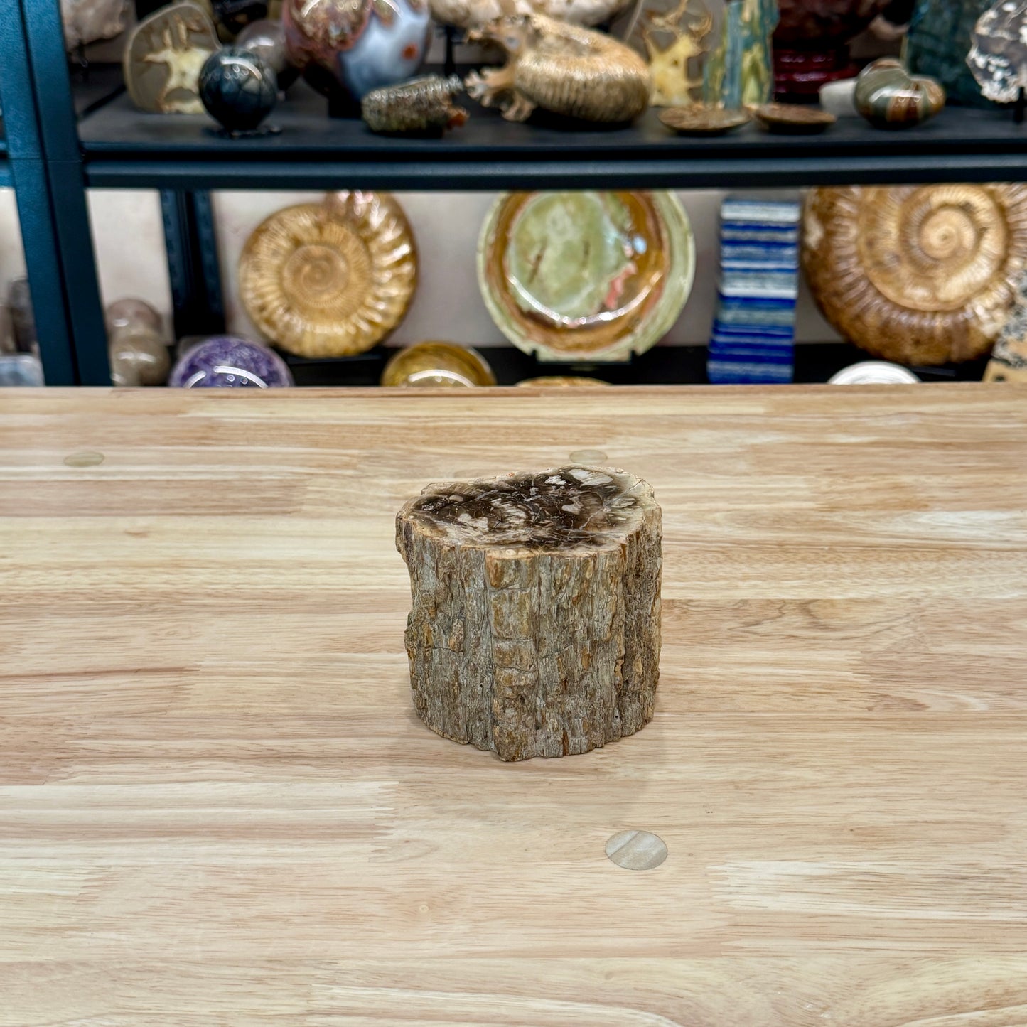 Petrified Wood Mini Stump Accent 3.7"