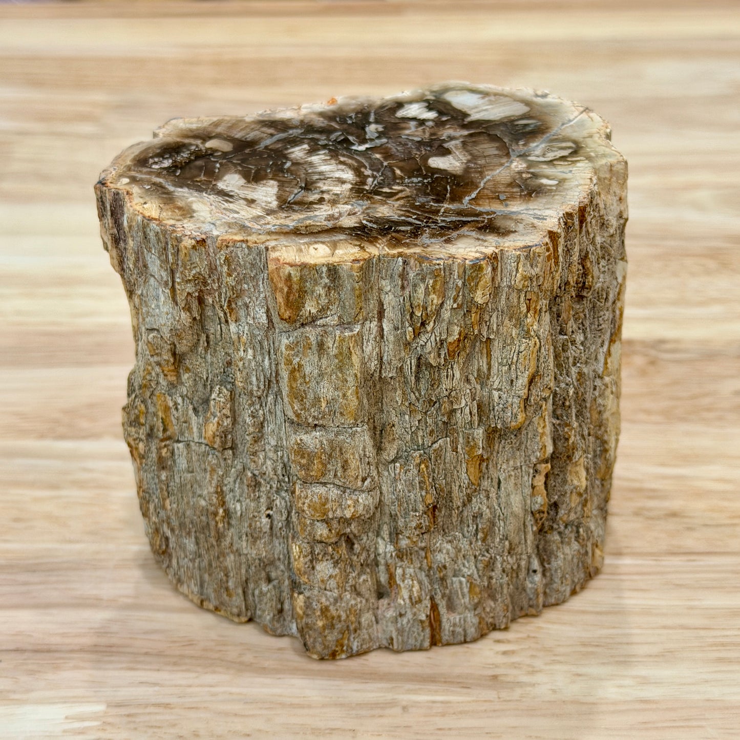 Petrified Wood Mini Stump Accent 3.7"