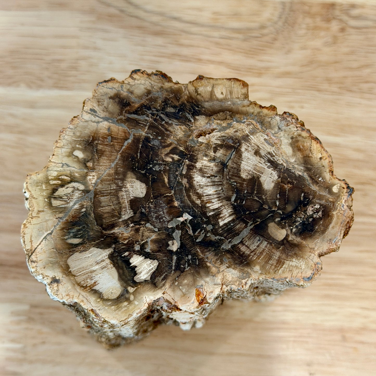 Petrified Wood Mini Stump Accent 3.7"
