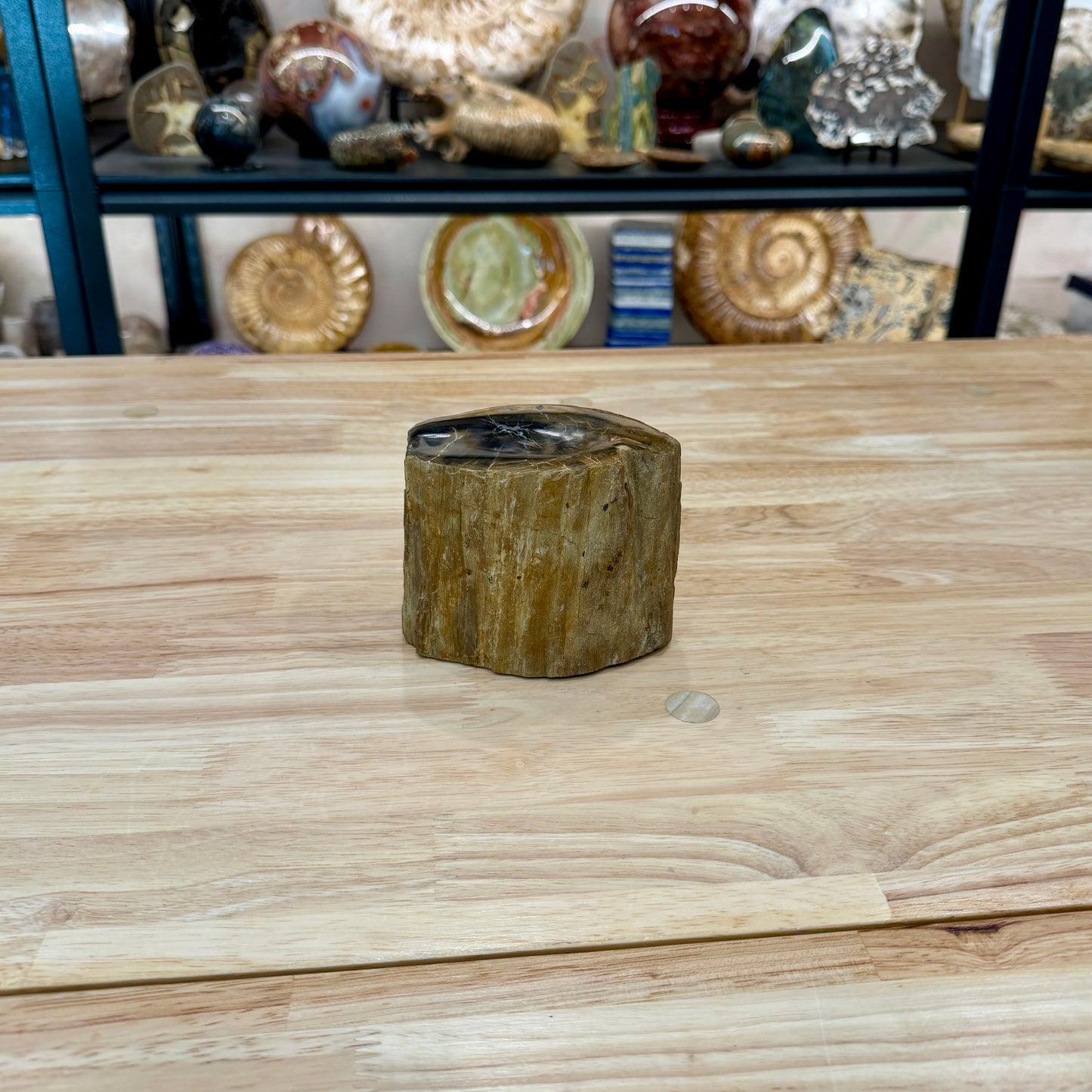 Petrified Wood Mini Stump Accent 4.2"