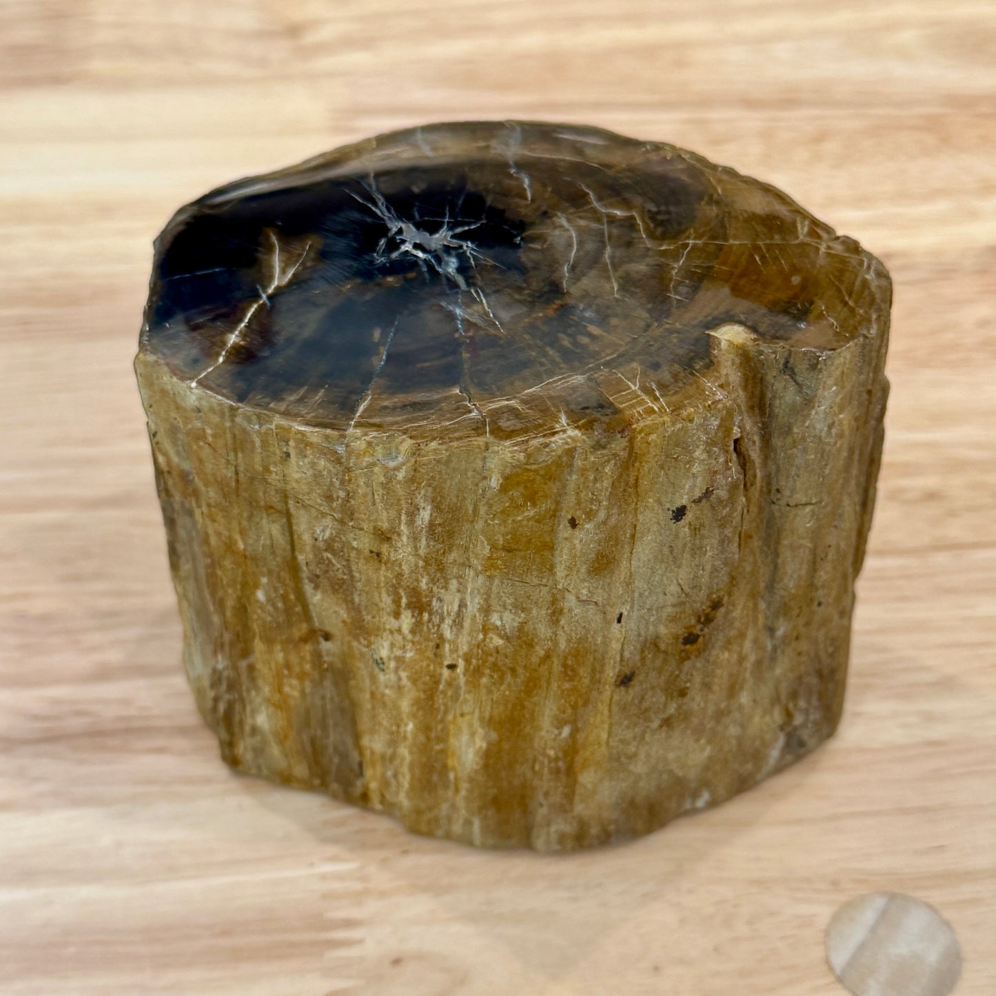 Petrified Wood Mini Stump Accent 4.2"