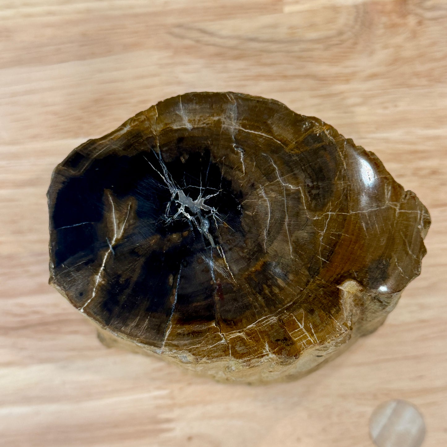 Petrified Wood Mini Stump Accent 4.2"