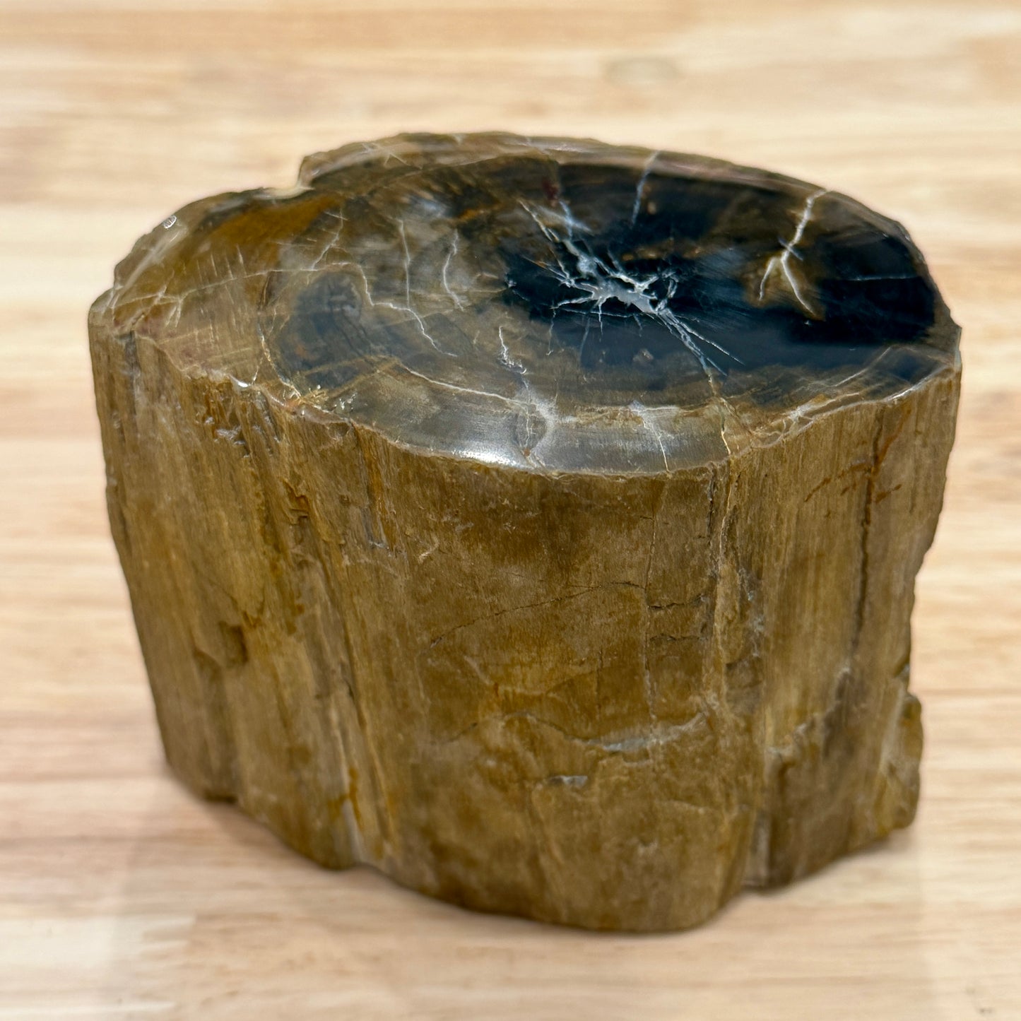 Petrified Wood Mini Stump Accent 4.2"
