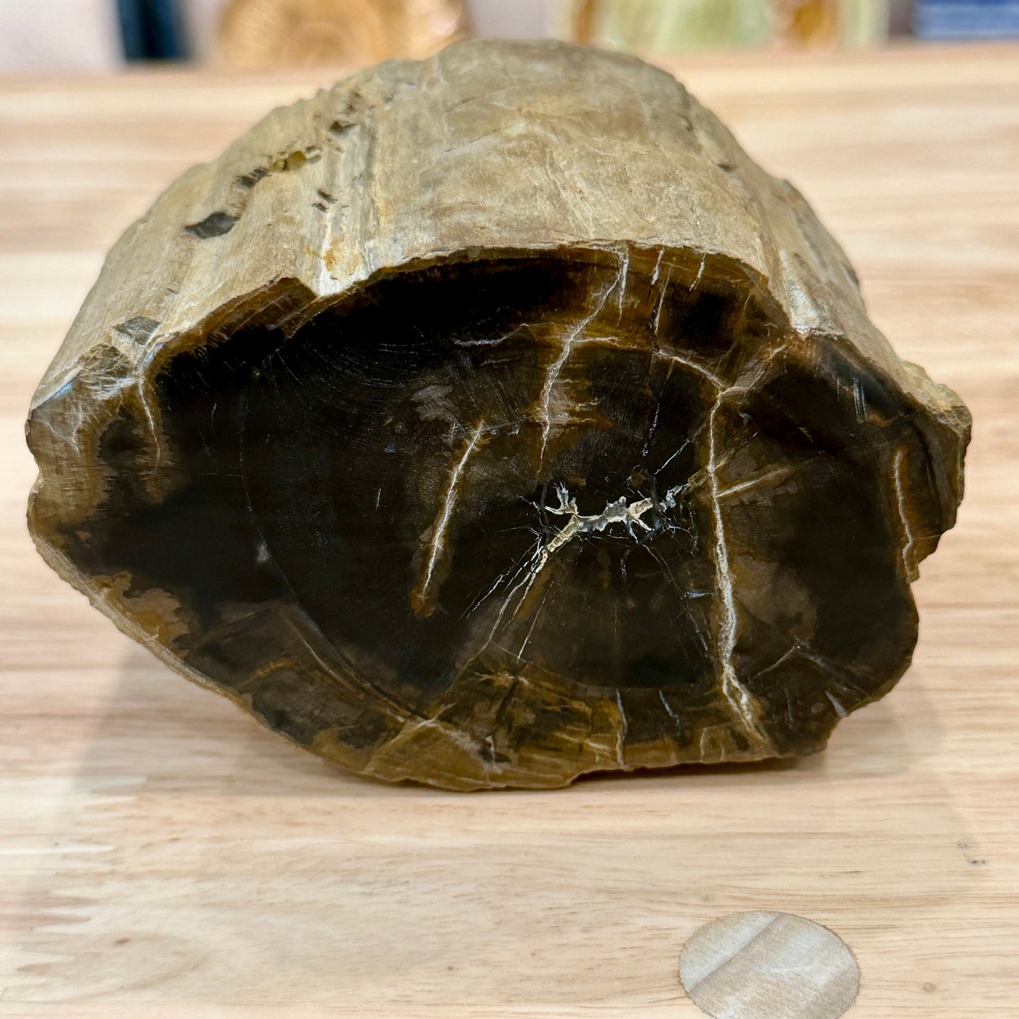 Petrified Wood Mini Stump Accent 4.2"