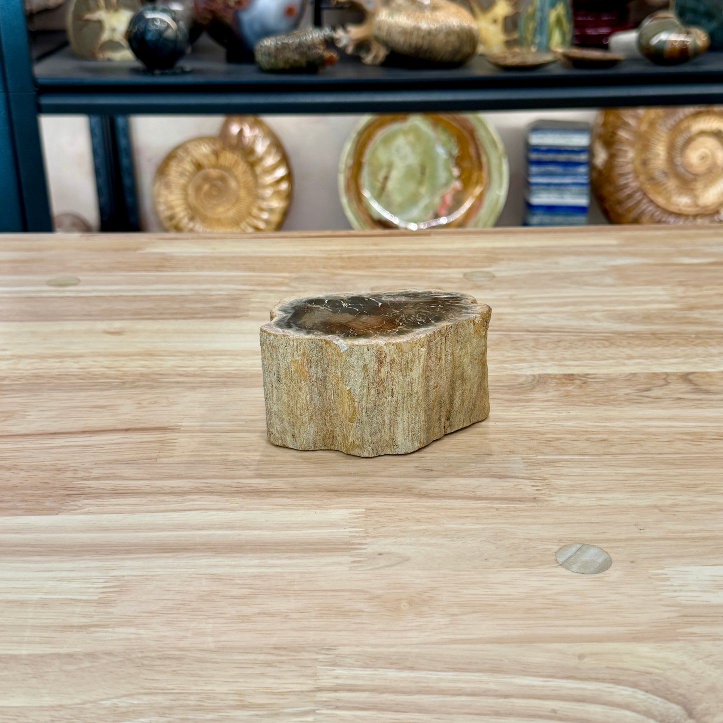 Petrified Wood Mini Stump Accent 3.9"