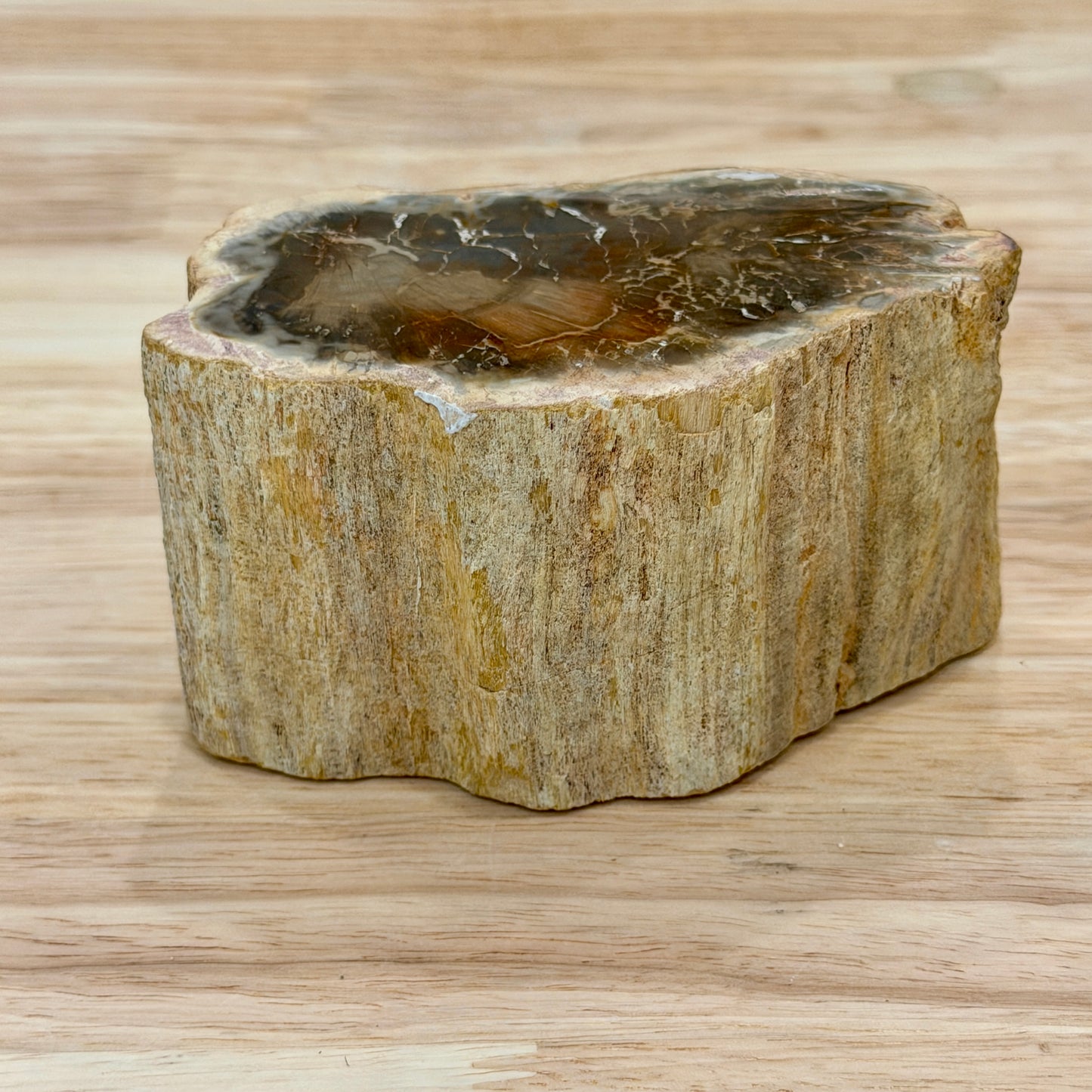 Petrified Wood Mini Stump Accent 3.9"