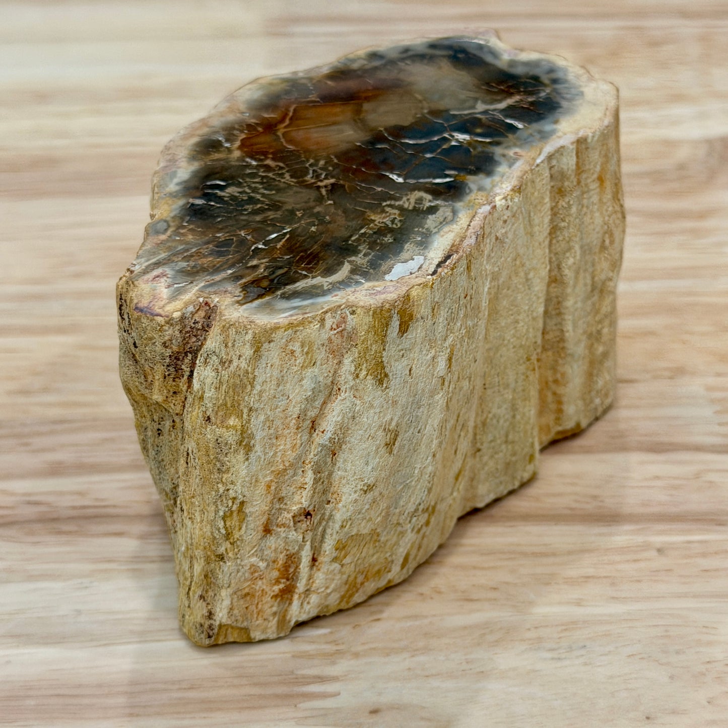 Petrified Wood Mini Stump Accent 3.9"