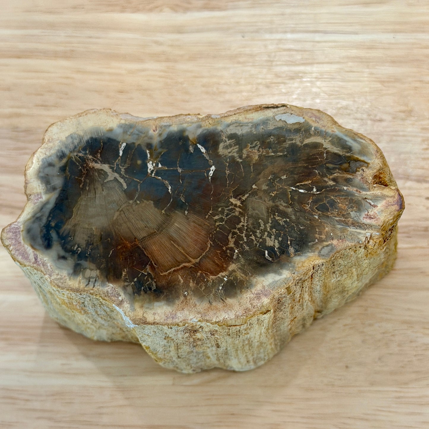 Petrified Wood Mini Stump Accent 3.9"